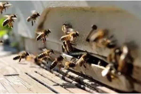 蜂群春衰的简介,指早春越冬蜂大量死亡且群势急剧下降