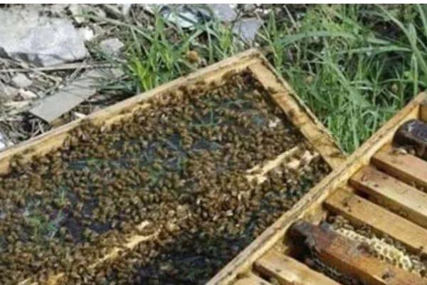 蜂群春衰的简介,指早春越冬蜂大量死亡且群势急剧下降