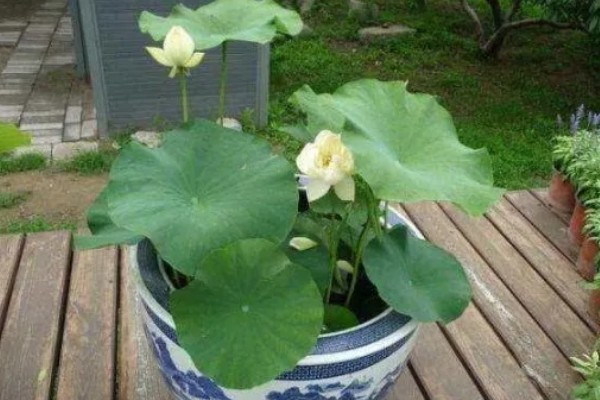 莲花的开放时间,花期为6-9月份