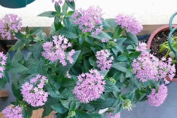 怎么养繁星花，要给予其充足的光照