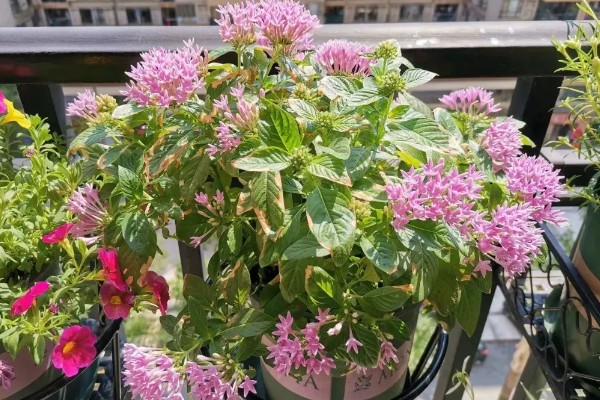 怎么养繁星花，要给予其充足的光照