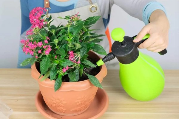 怎么养繁星花，要给予其充足的光照