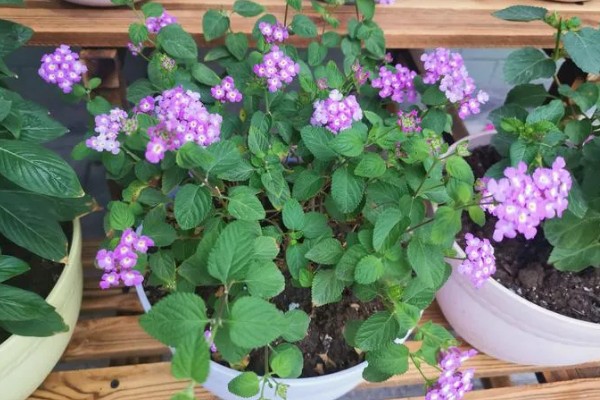 怎么养繁星花，要给予其充足的光照