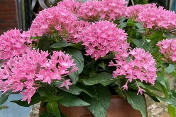 怎么养繁星花，要给予其充足的光照