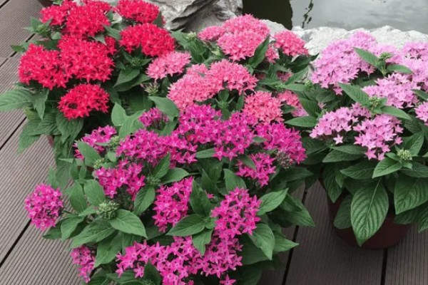 怎么养繁星花，要给予其充足的光照