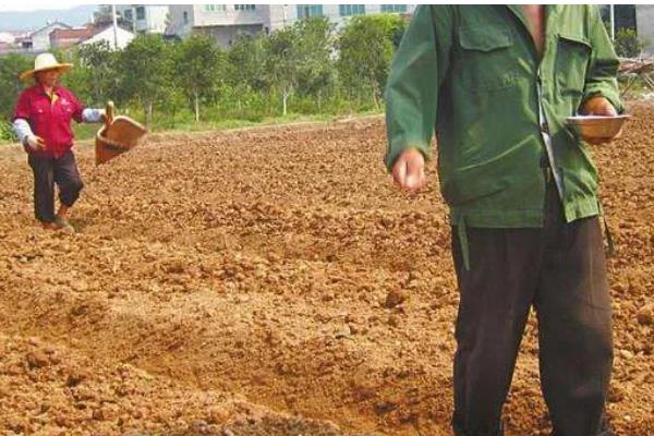 草籽如何种植,根据气候选择适宜的品种