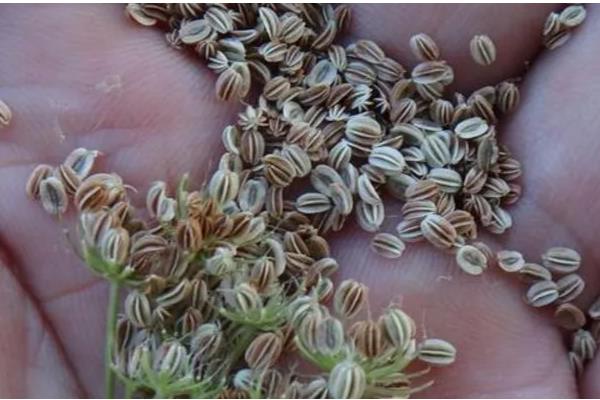 草籽如何种植,根据气候选择适宜的品种