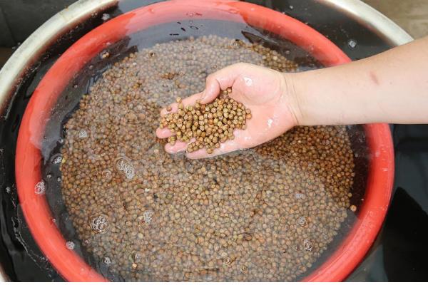 草籽如何种植,根据气候选择适宜的品种