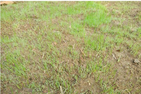 草籽如何种植,根据气候选择适宜的品种