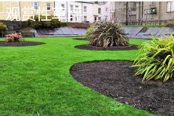 草籽如何种植,根据气候选择适宜的品种