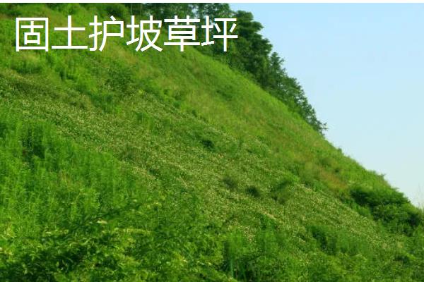 草籽如何种植,根据气候选择适宜的品种