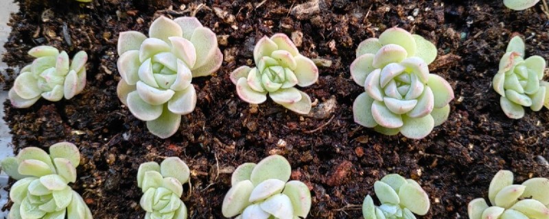 多肉切糕的养殖方法，，每隔3-5天浇一次水