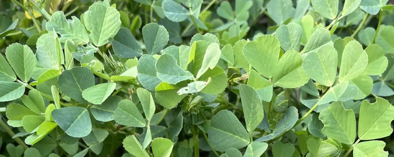 苜蓿的种植方法，出苗后要及时对田间进行查苗