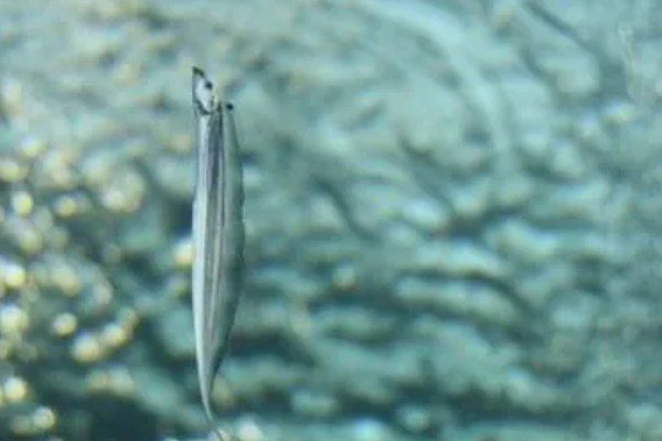 带鱼是不是野生的，市场上的带鱼以野生种为主