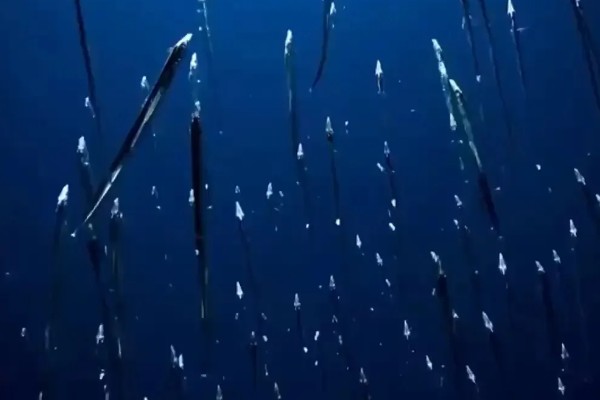 带鱼是不是野生的，市场上的带鱼以野生种为主