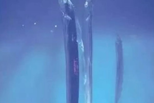 带鱼是不是野生的，市场上的带鱼以野生种为主