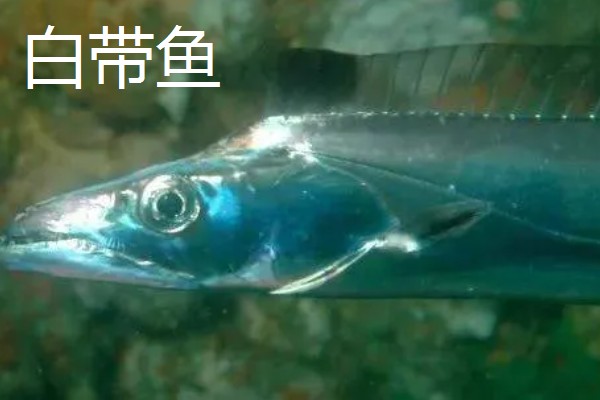 带鱼是不是野生的，市场上的带鱼以野生种为主