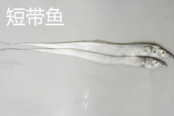 带鱼是不是野生的，市场上的带鱼以野生种为主