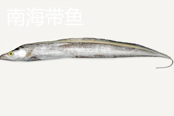 带鱼是不是野生的，市场上的带鱼以野生种为主