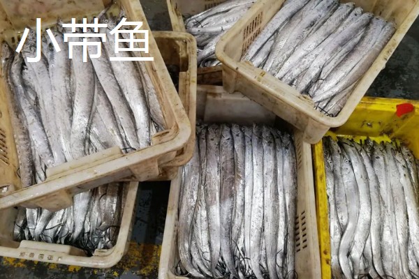 带鱼是不是野生的，市场上的带鱼以野生种为主