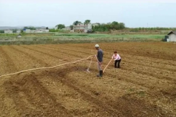 辣椒的种植方法，播种前先浸种