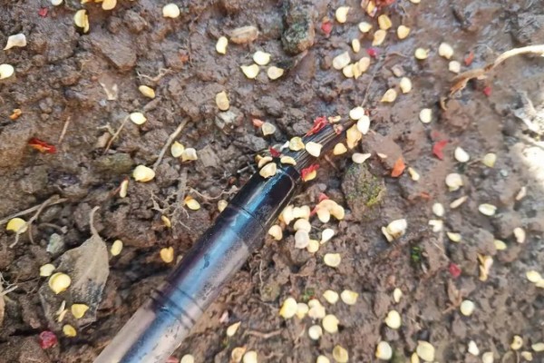 辣椒的种植方法，播种前先浸种