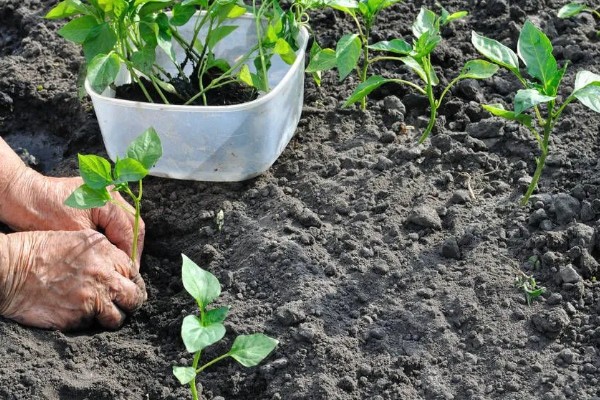 辣椒的种植方法，播种前先浸种