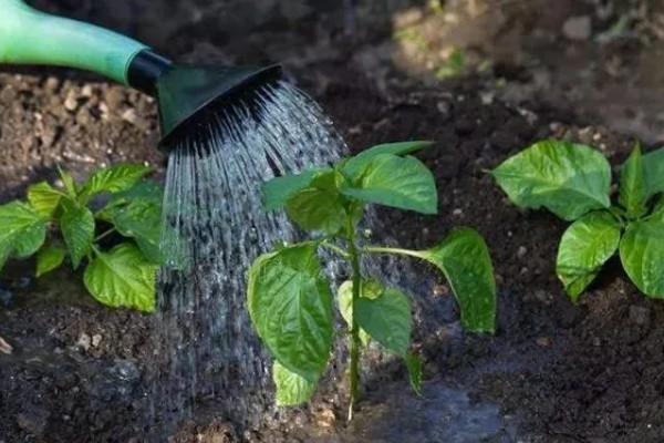 辣椒的种植方法，播种前先浸种