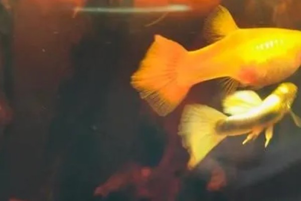 金鱼跳缸前的征兆,性格会变得异常暴躁