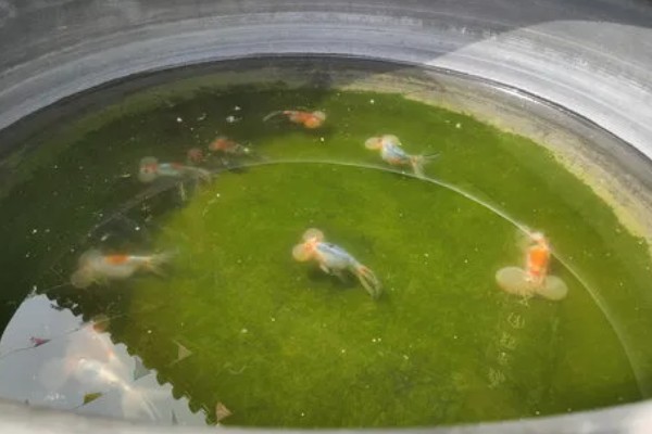 金鱼跳缸前的征兆,性格会变得异常暴躁