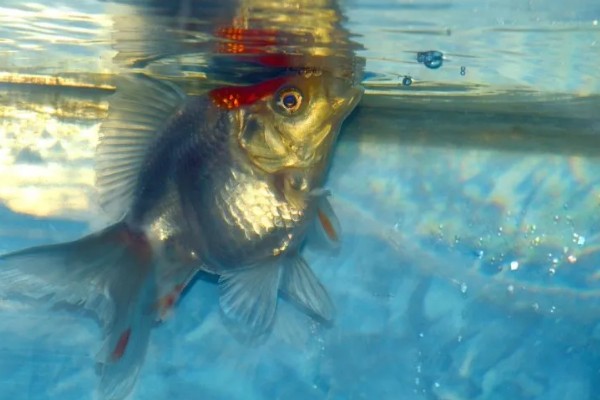 金鱼跳缸前的征兆,性格会变得异常暴躁