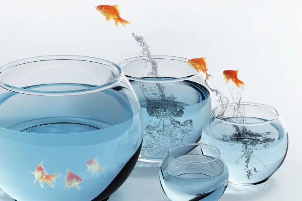 金鱼跳缸前的征兆,性格会变得异常暴躁
