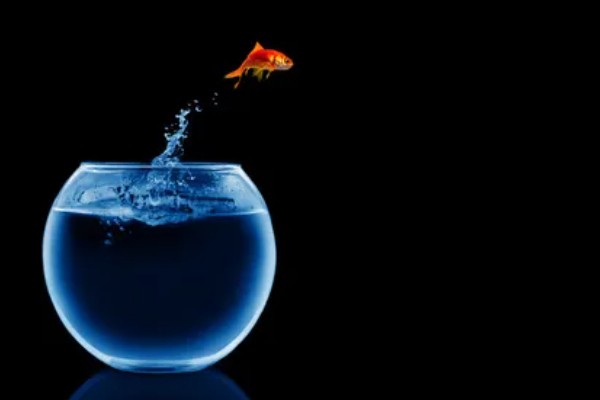 金鱼跳缸前的征兆,性格会变得异常暴躁