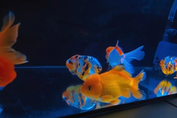 金鱼跳缸前的征兆,性格会变得异常暴躁