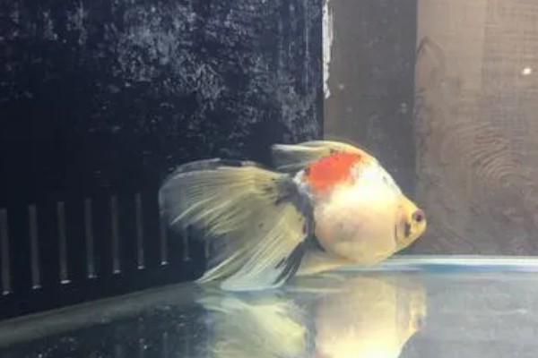 金鱼跳缸前的征兆,性格会变得异常暴躁