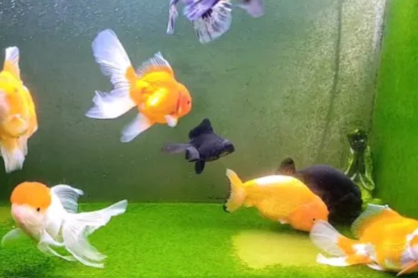 金鱼跳缸前的征兆,性格会变得异常暴躁