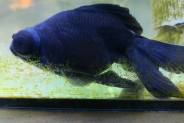 金鱼跳缸前的征兆,性格会变得异常暴躁