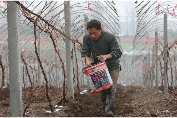 葡萄树用哪种肥料长得快，推荐速效氮肥、硼肥等