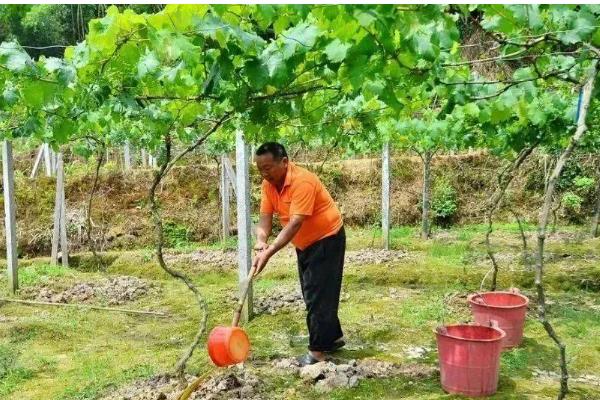葡萄树用哪种肥料长得快，推荐速效氮肥、硼肥等