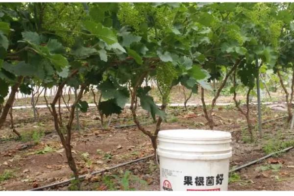 葡萄树用哪种肥料长得快，推荐速效氮肥、硼肥等