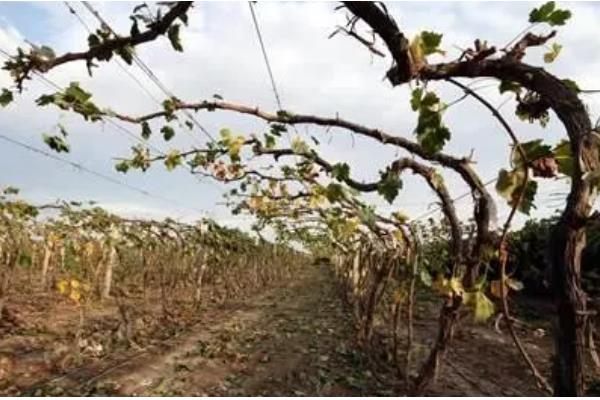 葡萄树用哪种肥料长得快，推荐速效氮肥、硼肥等