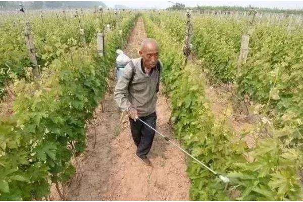 葡萄树用哪种肥料长得快，推荐速效氮肥、硼肥等