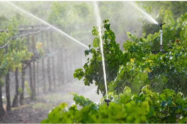 葡萄树用哪种肥料长得快，推荐速效氮肥、硼肥等