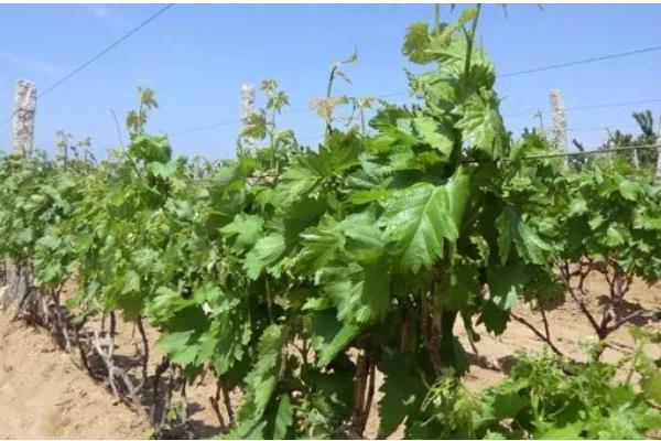 葡萄树用哪种肥料长得快，推荐速效氮肥、硼肥等
