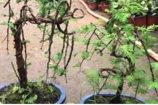 水杉盆景枯萎了如何处理，放在光线明亮处有助于恢复生长