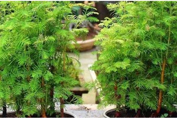 水杉盆景枯萎了如何处理，放在光线明亮处有助于恢复生长