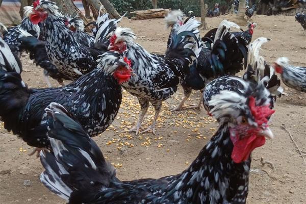 哪种鸡有五个脚趾，贵妃鸡有五个脚趾