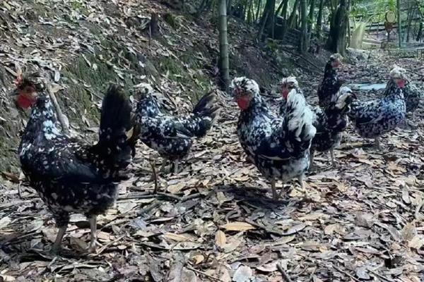 哪种鸡有五个脚趾，贵妃鸡有五个脚趾