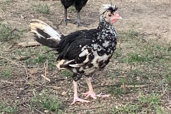 哪种鸡有五个脚趾，贵妃鸡有五个脚趾