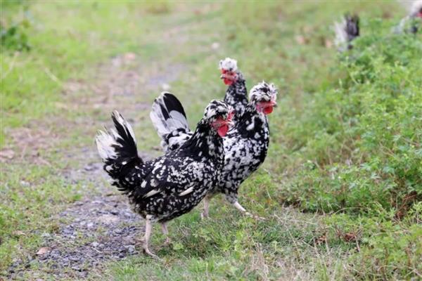 哪种鸡有五个脚趾，贵妃鸡有五个脚趾